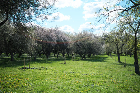 Flowering trees in the city park