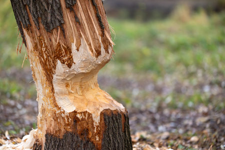 Tree on the shore of a reservoir damaged by beavers