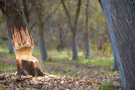 Tree on the shore of a reservoir damaged by beavers