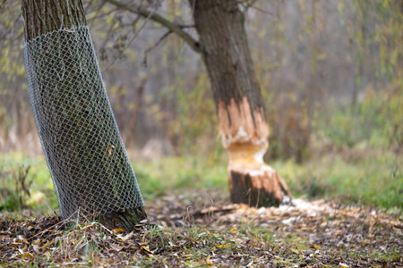 Tree on the shore of a reservoir damaged by beavers
