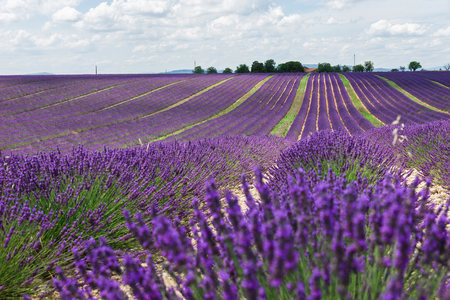 Endless lavender fields of Provence. Beautiful lavender closeup in Provence, Franceの写真素材