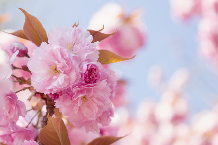 Soft focus Cherry Blossom or Sakura flower on nature background.Sakura flower close-up against a blue sky with place for text.Cherry blossom in pastel shadesの写真素材