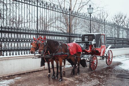 A pair of beautiful horses in a red harness harnessed to an old red carriage against a snowy winter park in Vienna. Horse riding in a carriage in Christmas Vienna,Austriaの写真素材