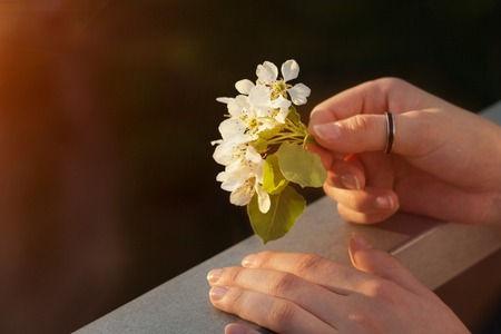 hand holding a white flowerの写真素材
