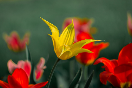 yellow Lily on blurred green background, spring Lily flowers, summer, spring backgroundの写真素材