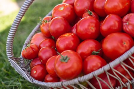 basket of red ripe tomatoesの写真素材