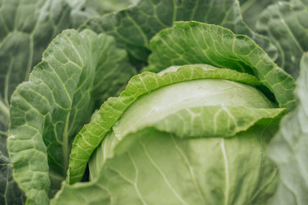 ripe green cabbage in the garden, autumn harvest, cabbage