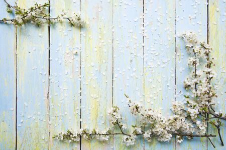blooming cherry twigs in defocus on light blue with yellow and green wooden background with shabby paint and graham with blurの写真素材