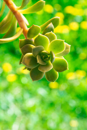 Echeveria on green blurry background for collageの写真素材