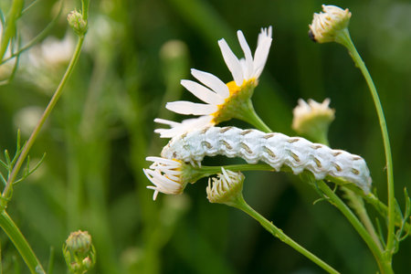 Cucullia chamomillae larva approximately in defocus on a blurred backgroundの写真素材