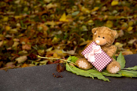 soft teddy light brown bear in the fall with a gift box sits in the parkの写真素材