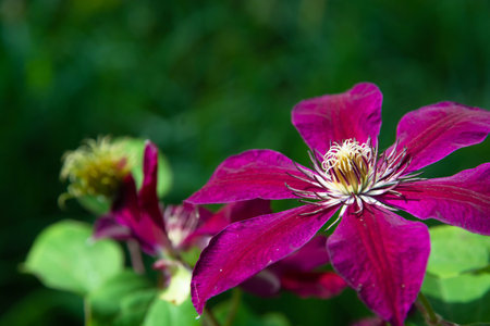 purple flower of climbing clematis close-up in defocus on a natural green background with blurred...