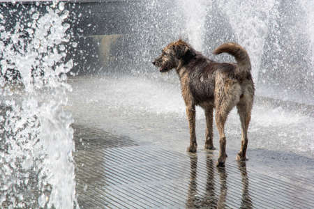 wet dog stands in the fountain and around the splashes and streams of water with blurの写真素材