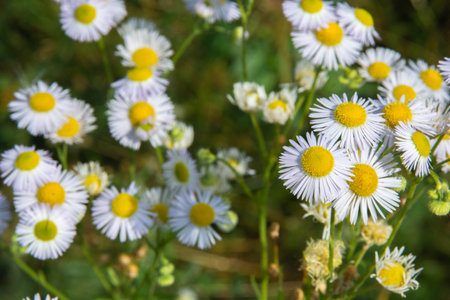 small fluffy daisies on a blurred background of greenery