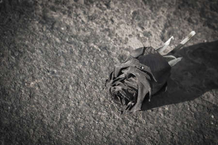 dried rose on blurred textured photo background with vignette in blur without colorの写真素材