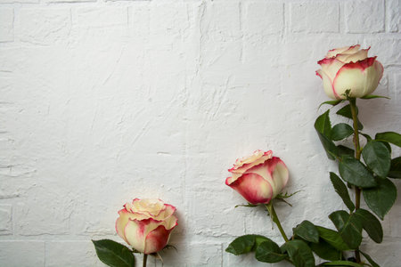 light cream roses with red border on white textured brick background top view