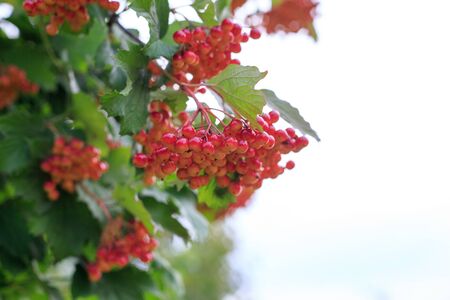 the Rowan treeの写真素材