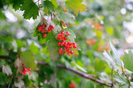 the Rowan treeの写真素材