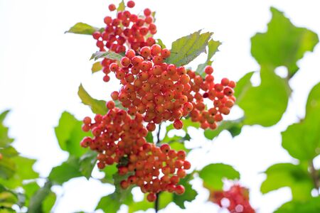 the Rowan treeの写真素材