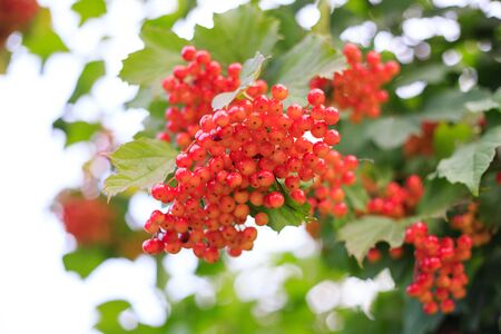 the Rowan treeの写真素材