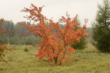 autumn bushの写真素材
