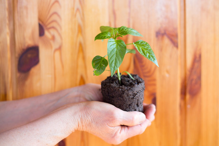 Green plant in the handの写真素材