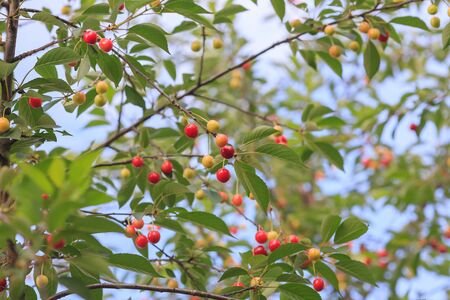 Red cherry and white sweet cherry on a branch with green leavesの写真素材
