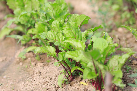 Kitchen garden beet saplings. Ridges and agriculture.
