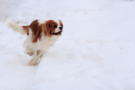 The dog a King Charles Spaniel runs on snow. A dog in the movement.の写真素材