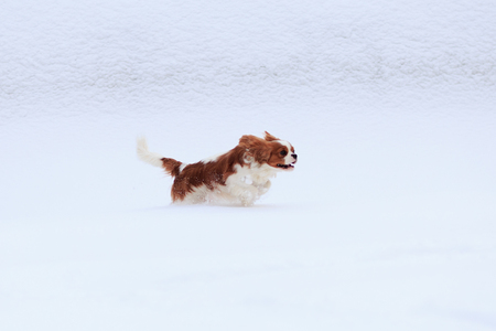 The dog a King Charles Spaniel runs on white snow in the winter.の写真素材