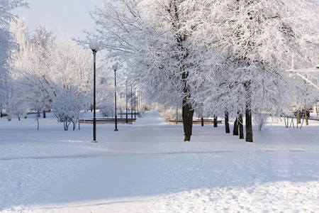 Trees in snow against the background of the blue sky. Branches in hoarfrost.の写真素材