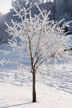 Trees in snow against the background of the blue sky. Branches in hoarfrost.の写真素材