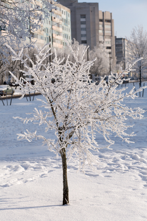 Trees in snow against the background of the blue sky. Branches in hoarfrost.の写真素材