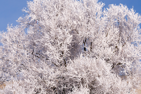 Trees in snow against the background of the blue sky. Branches in hoarfrost.の写真素材