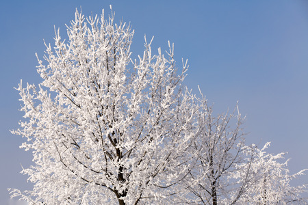 Trees in snow against the background of the blue sky. Branches in hoarfrost.の写真素材