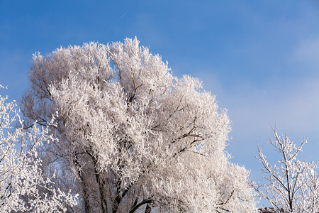 Trees in snow against the background of the blue sky. Branches in hoarfrost.の写真素材