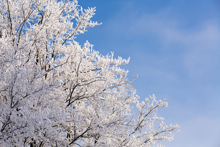 Trees in snow against the background of the blue sky. Branches in hoarfrost.の写真素材