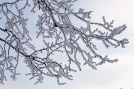 Trees in snow against the background of the blue sky. Branches in hoarfrost.の写真素材