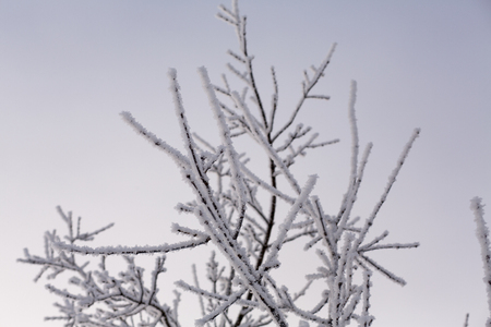 Trees in snow against the background of the blue sky. Branches in hoarfrost.の写真素材