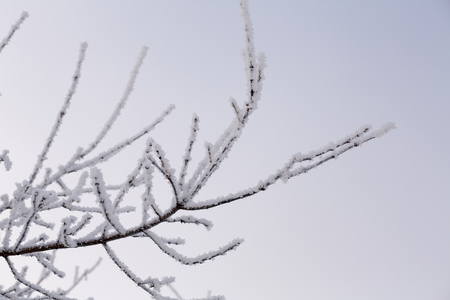Trees in snow against the background of the blue sky. Branches in hoarfrost.の写真素材