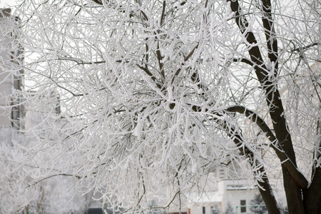 Trees in snow against the background of the blue sky. Branches in hoarfrost.の写真素材