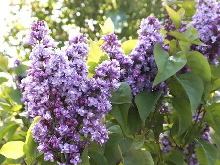 terry lilac blooming in spring in Mayの写真素材