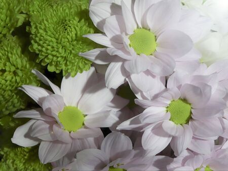 green flowers background. postcard or banner optionの写真素材