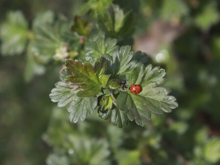 ladybugs and ant on a green leaf. The insect is red. View from above. Macro.の写真素材