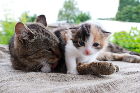 Mum cat and kitten. Mother cat hugging a small kitten. The cat is