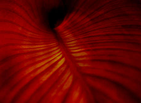 abstract red leaf texture, nature background, tropical leaf,, blurred and defocused effect summer concept for designの写真素材