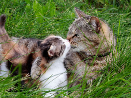 The cat striped mom takes care of her little kitten white with black and red spots.の写真素材