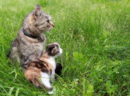 cute cat and kitten sit in tall green grass and stare into the distance. copy spaseの写真素材