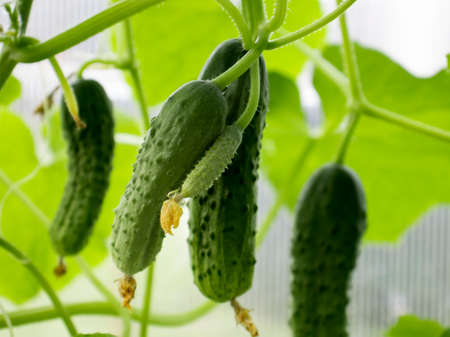 green crunchy cucumbers close-up. Selective focus. home farming conceptの写真素材