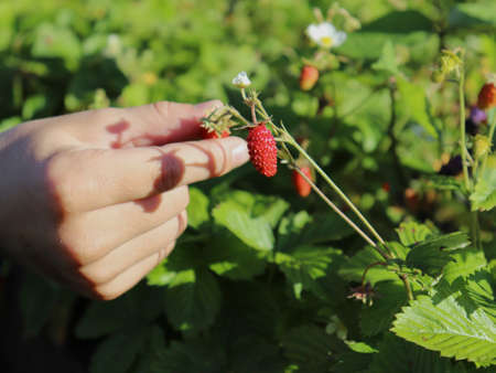 Wild Strawberries with green leaves and ripe red berries. A childs hand picks a delicious berry. selective focusの写真素材